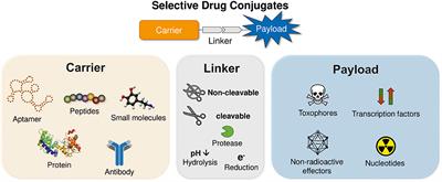 Frontiers | Peptide-Drug Conjugates And Their Targets In Advanced ...